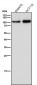 Anti-CD26/DPP4 Rabbit Monoclonal Antibody